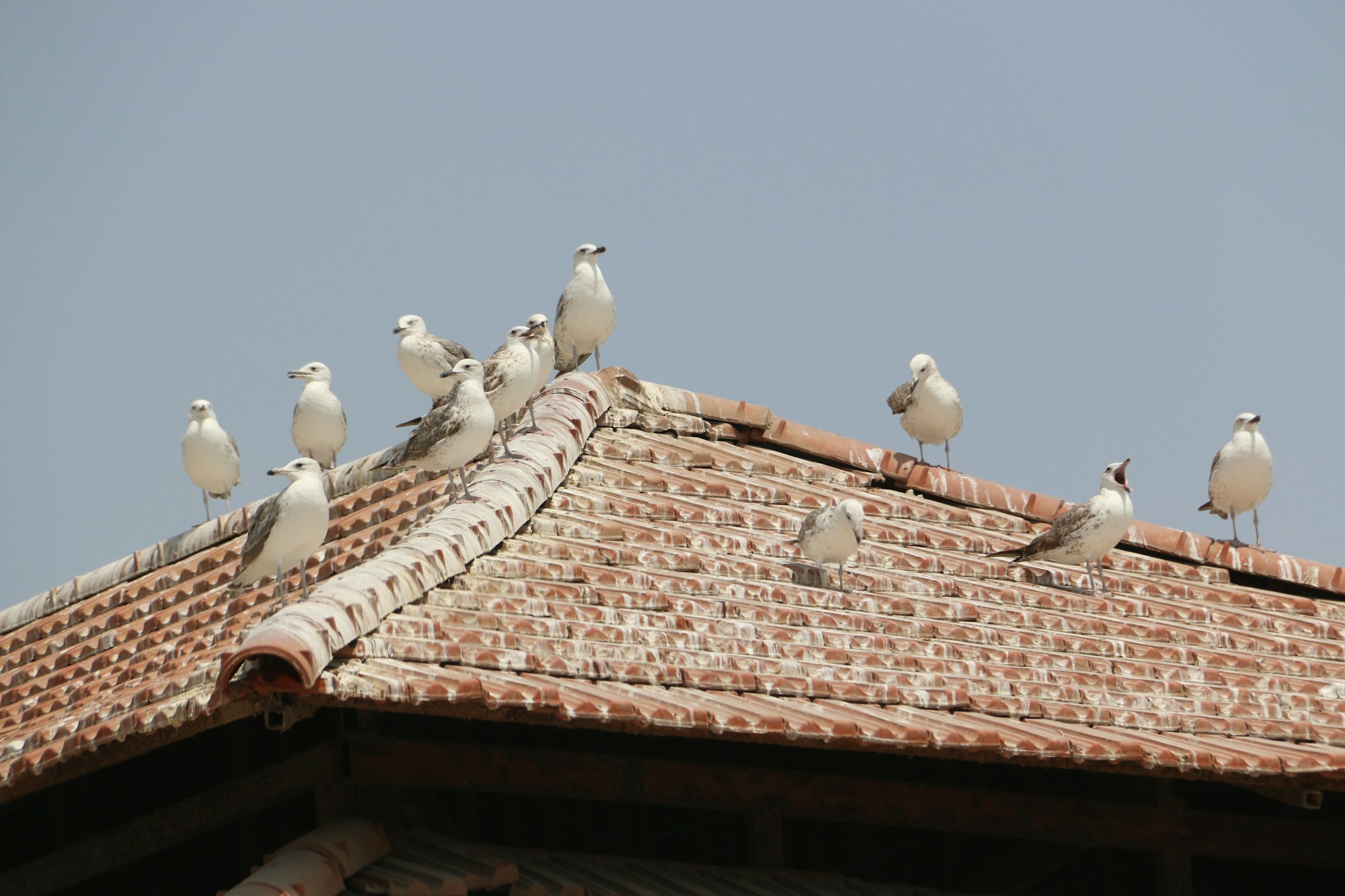 Roof Replacement Cost in Georgia: What You'll Actually Pay